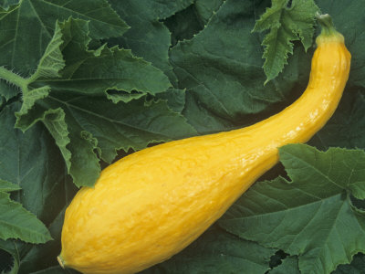 Early Yellow crookneck  courgette 10 seeds